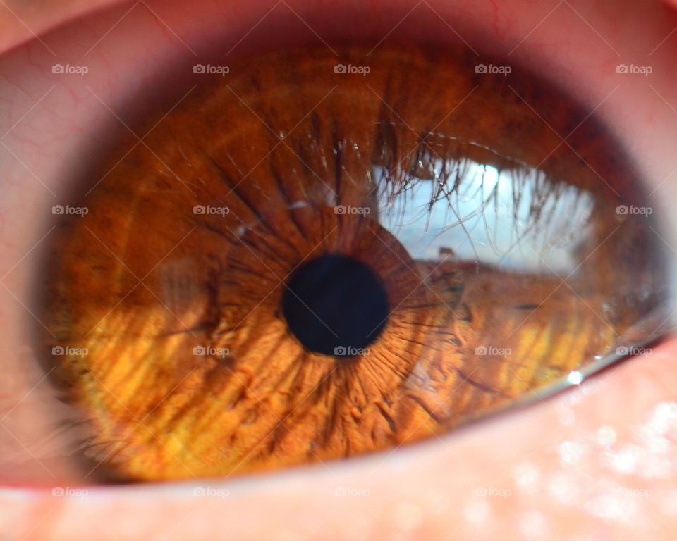 Brown eye iris