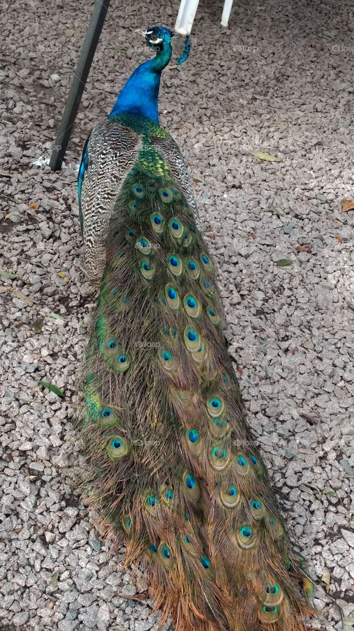 Peacock, Feather, Bird, Peafowl, Dancing
