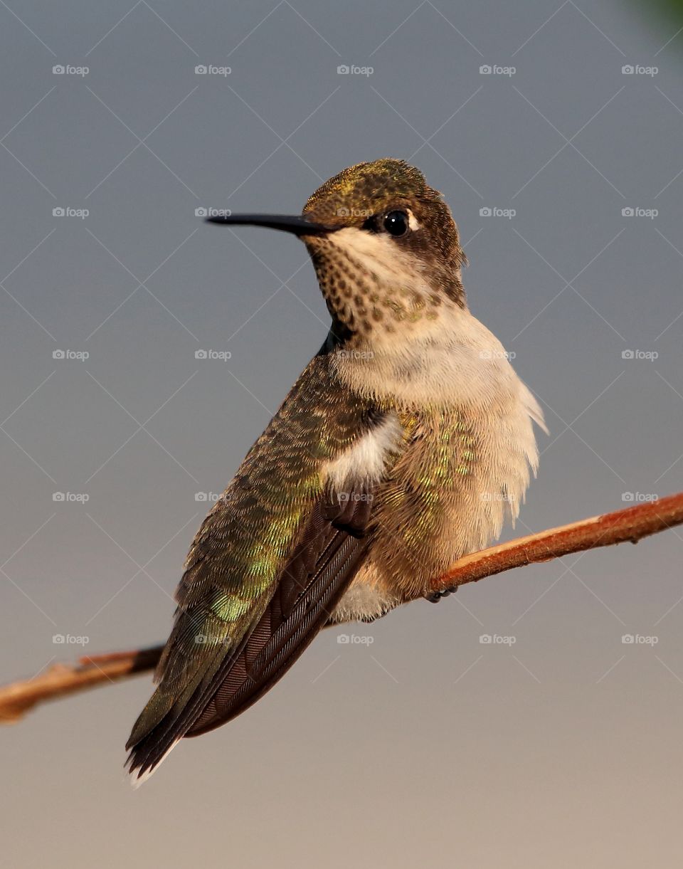 baby hummingbird