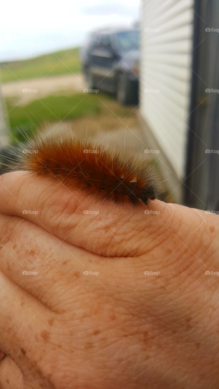 fuzzy caterpillar on hand