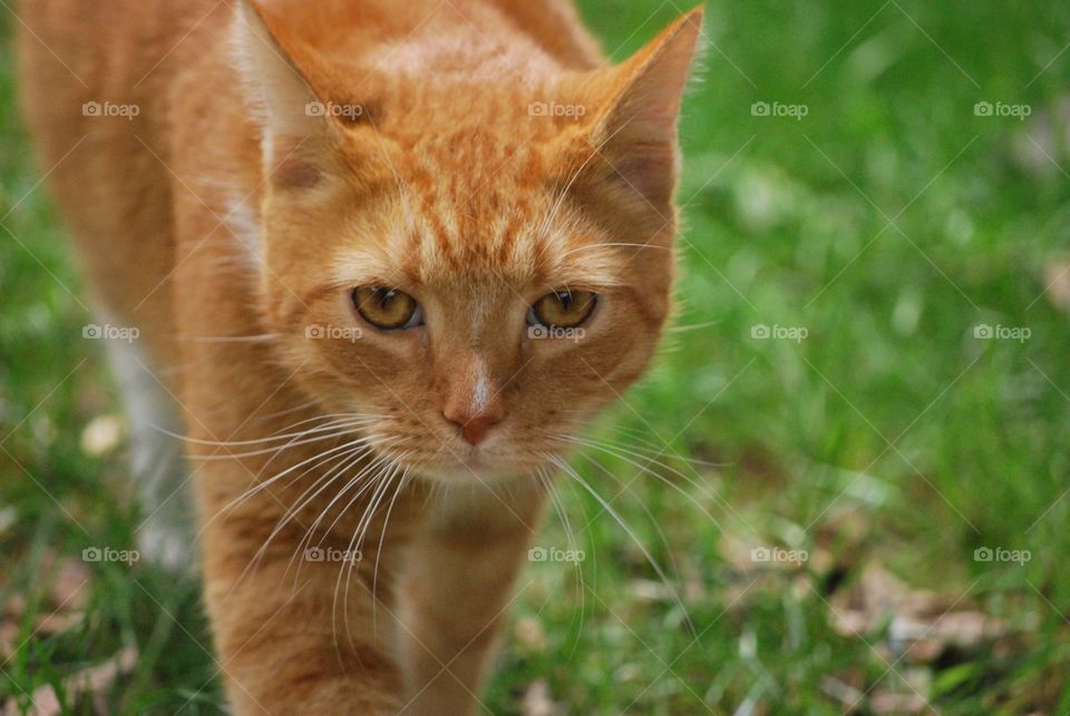 Orange cat in the green grass