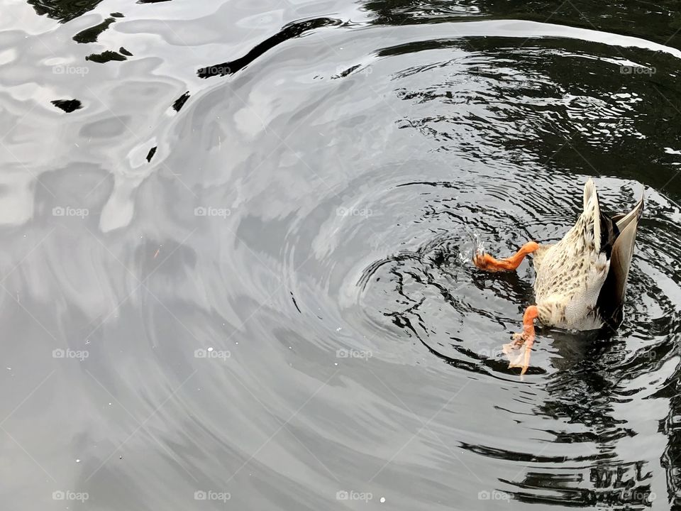 Beautiful Mallard Duck Swimming 