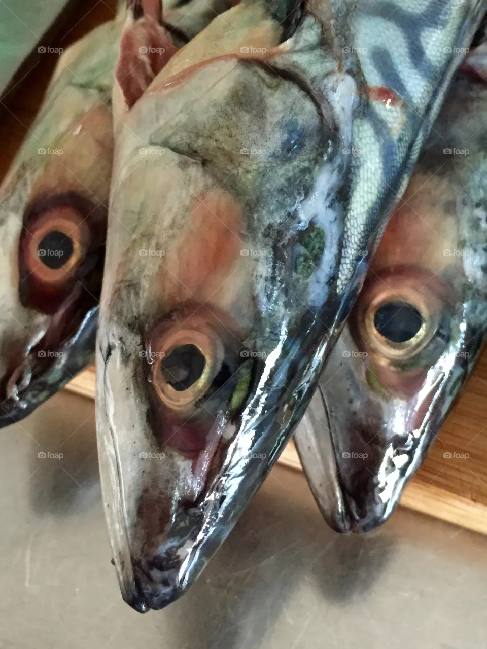 Mackerel 