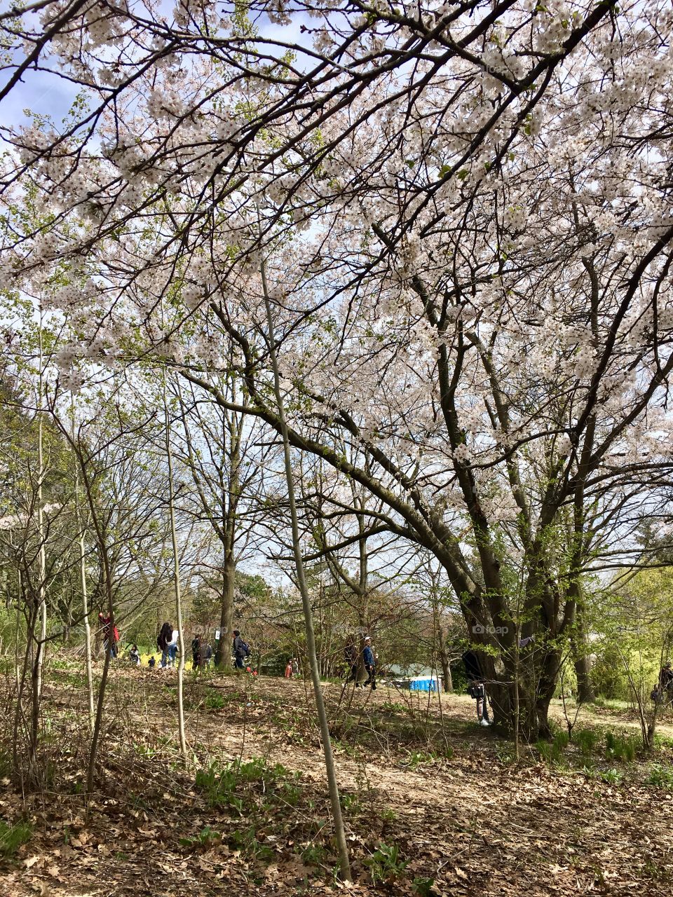 Cherry blossoms 