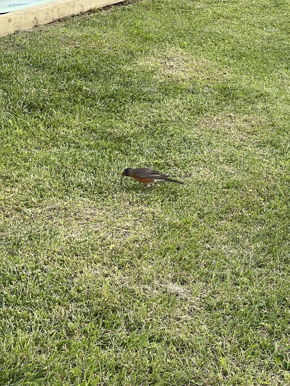 Beautiful American Robin Bird. Looking for food. 2