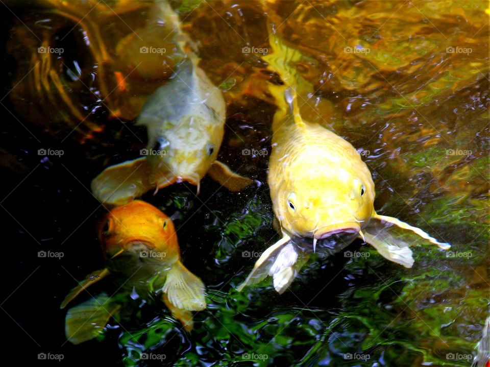 trio of koi.