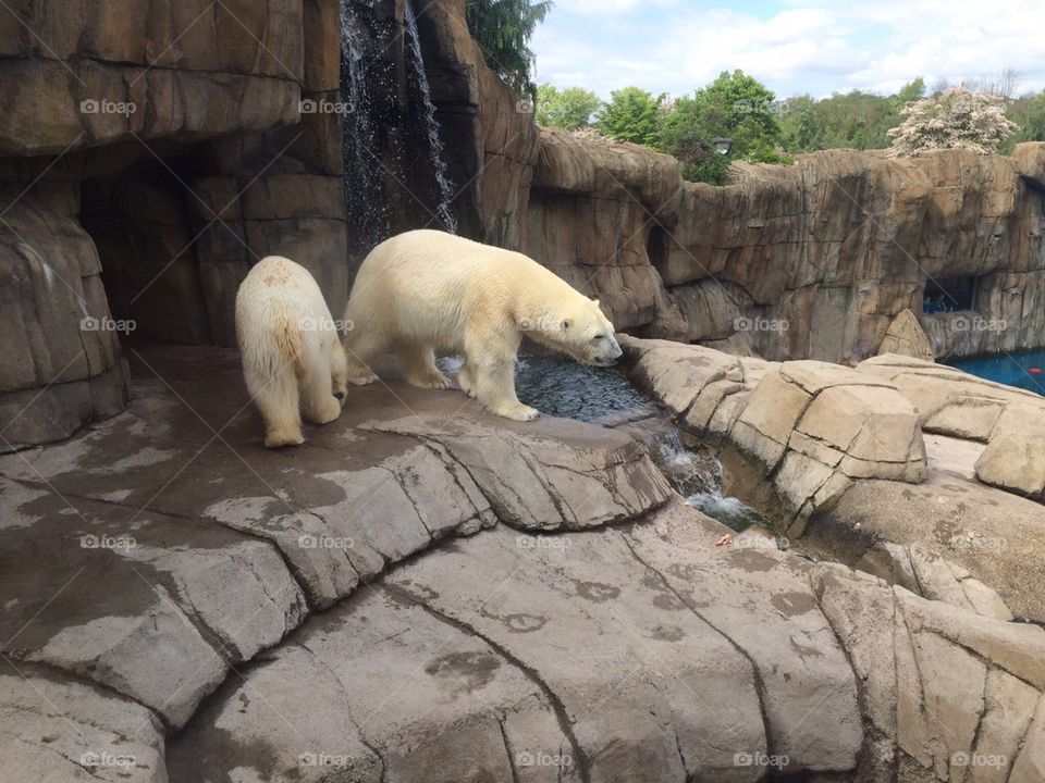 Polar bears at the zoo