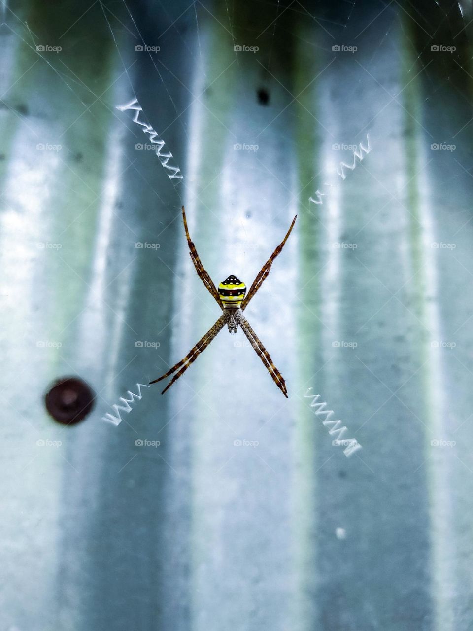 I photographed this spider in the back of our house.  The spider looks very beautiful.  This spider is also very beautiful.