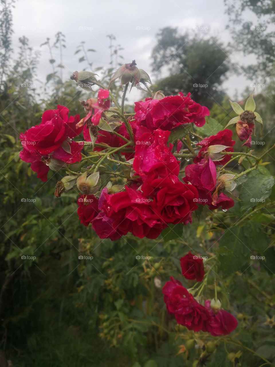 Flowers reds