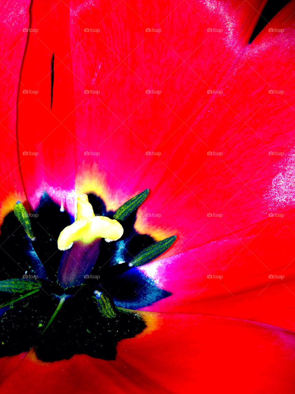 pollen flower red by sellershot