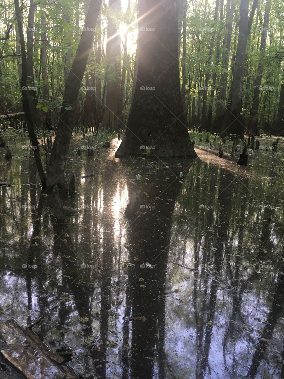 Sunlight in the water 
