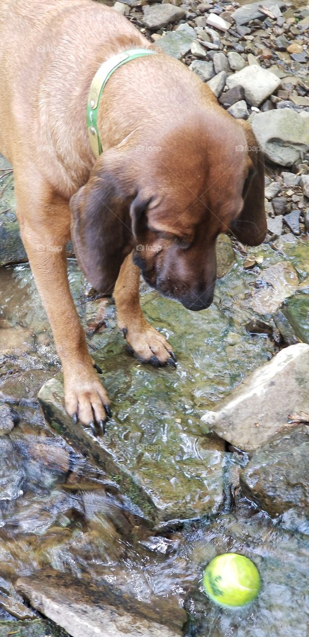 curious hound