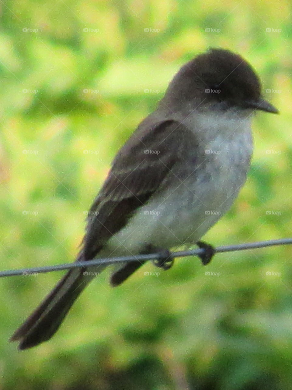 Eastern Phoebe