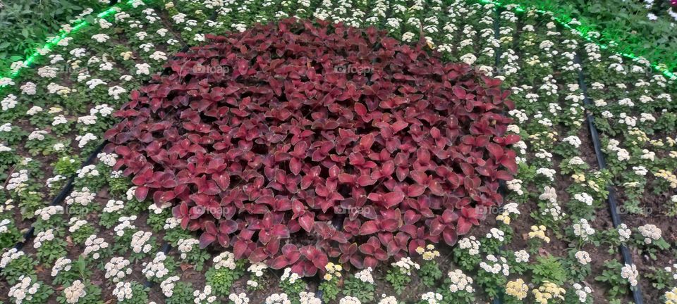 beauty created with flowers