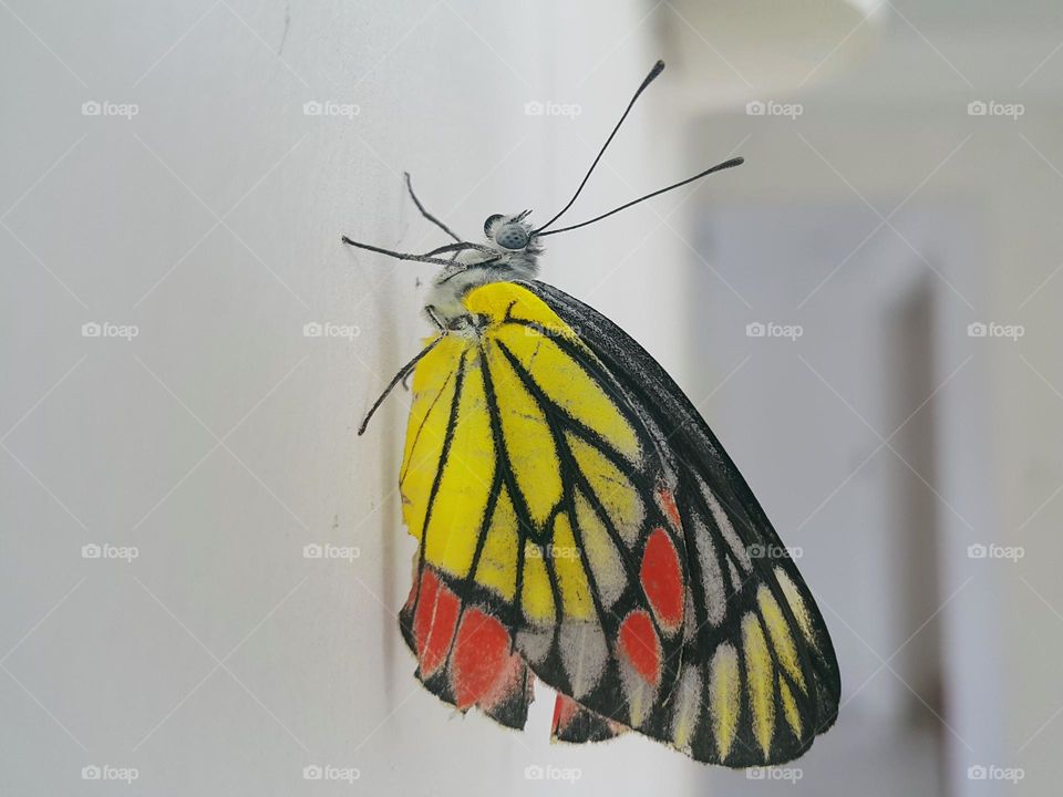 a beautiful butterfly