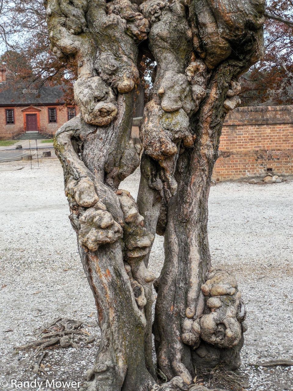 Old, Sculpture, Statue, Tree, Stone