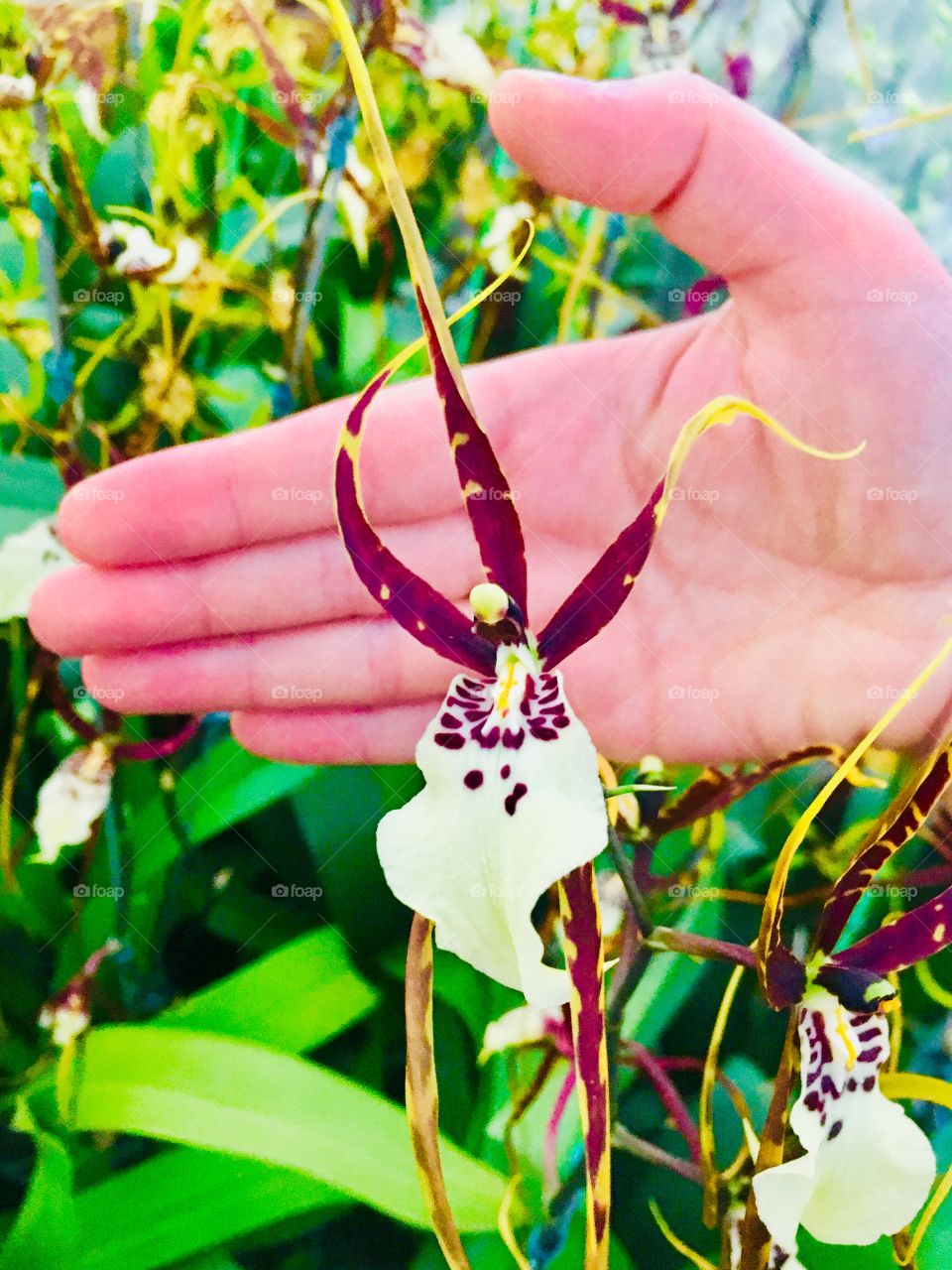 Beautiful spider orchid 