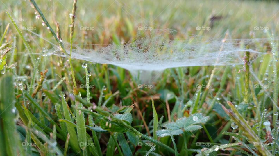 Grass and Spiderweb