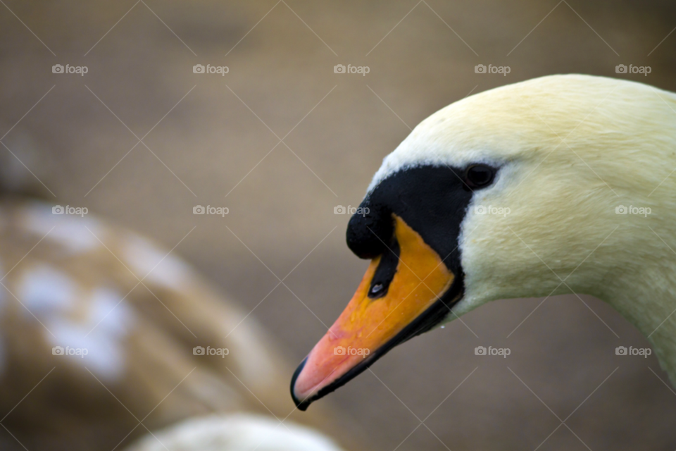 white water swan bird by gregmanchester