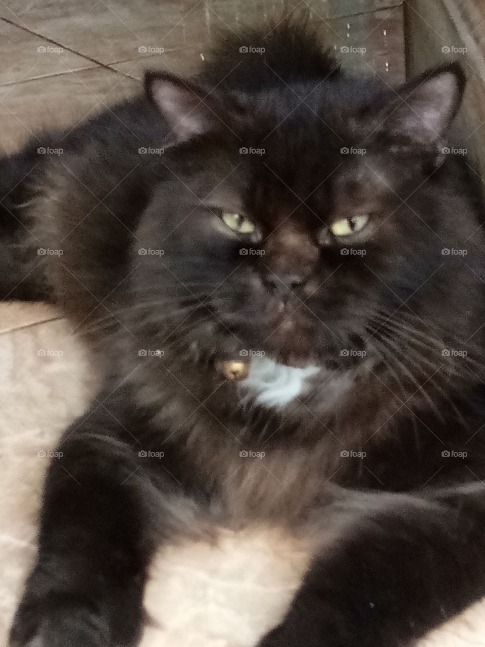 My favorite black cat,