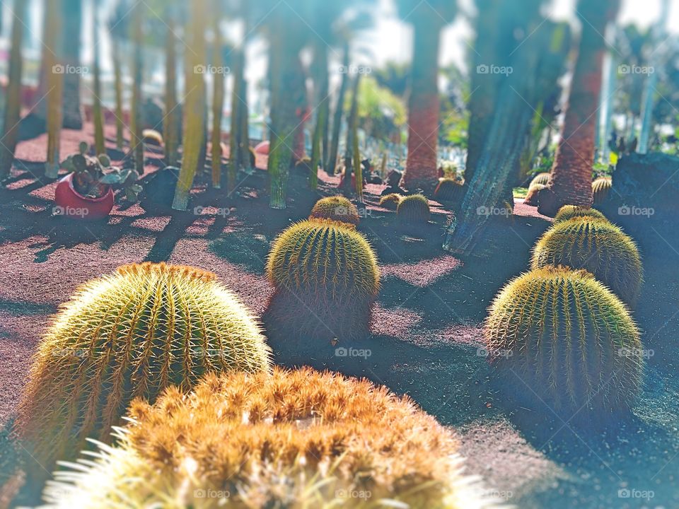A prickly garden! Different varieties of cactus.