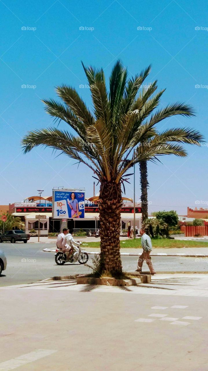 A palm-tree on the side of a street leading to the taxi station in Guelmim