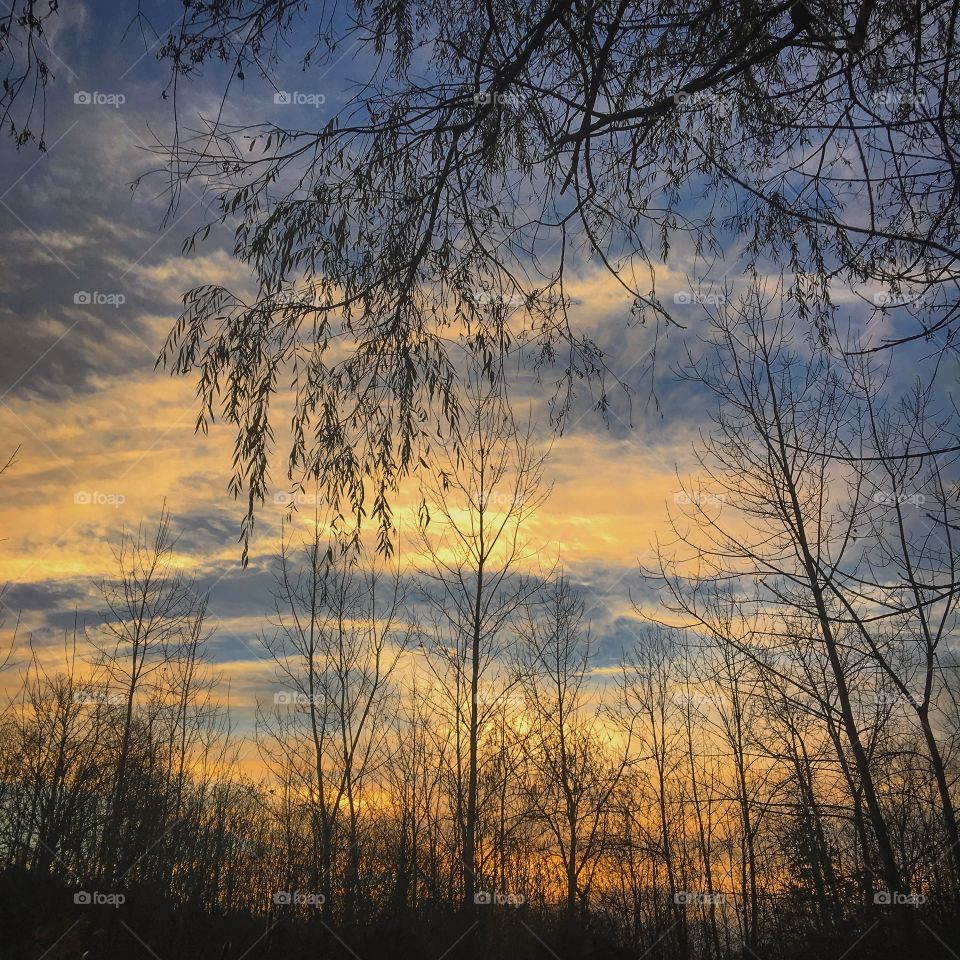 Low angle view of bare trees during sunset