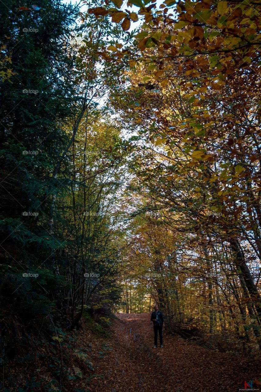 Forest near the lake in West Serbia