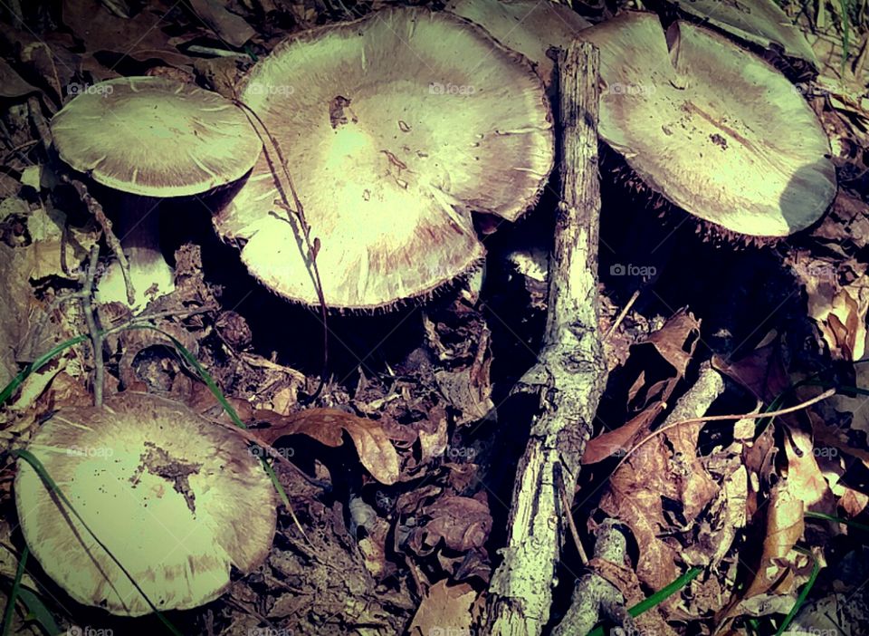 Cluster of woodland mushrooms