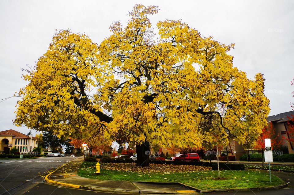 Bright autumn tree