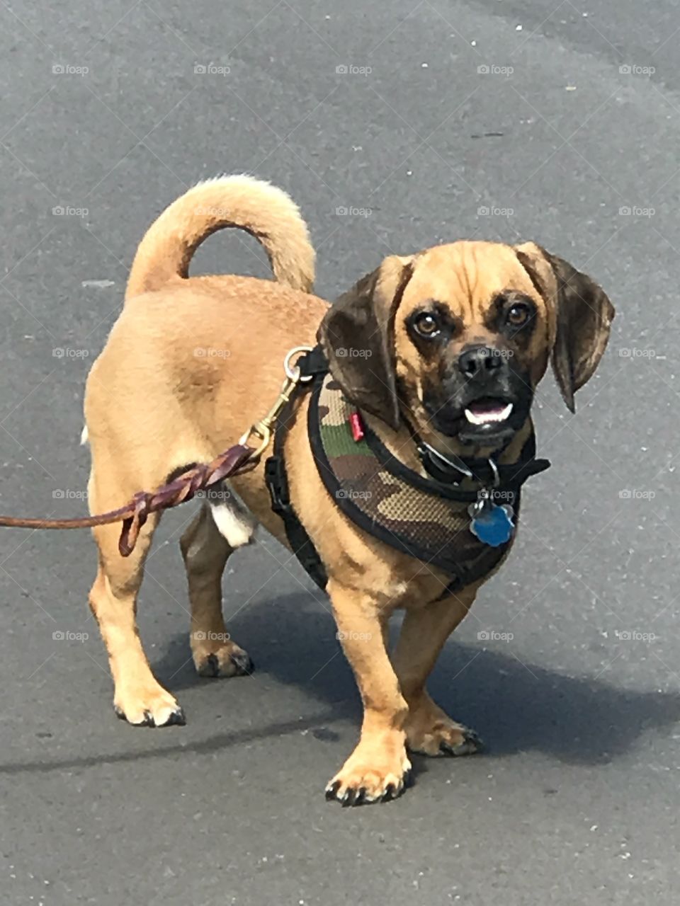 Puggle