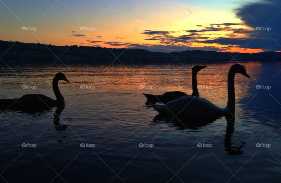 Swans swimming during sunset