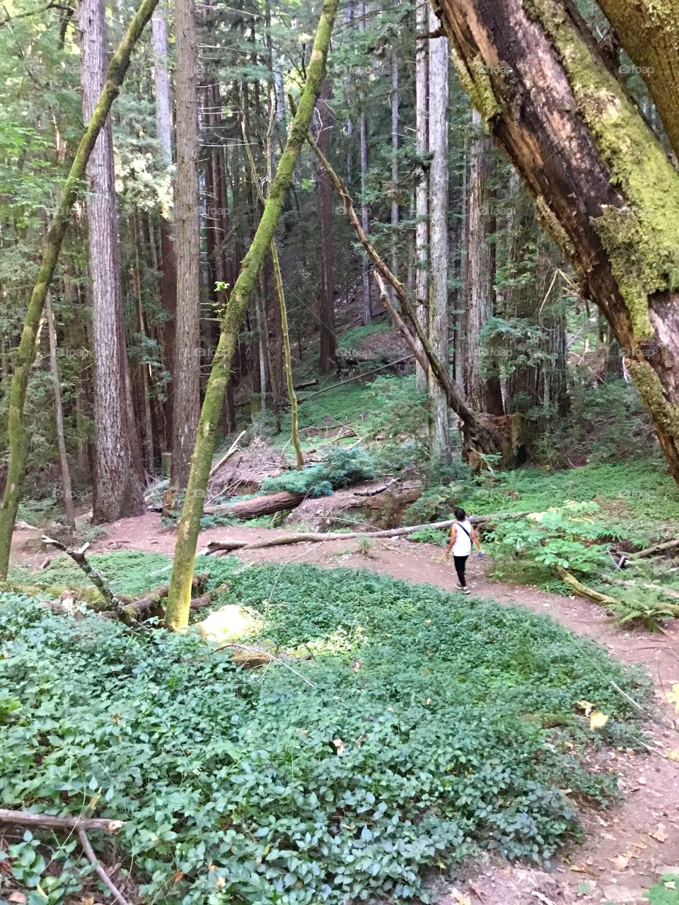 Morning Walks - A woman takes a unique and brisk morning walk through forest observing the largest coast redwoods, commonly known as the giant sequoia.