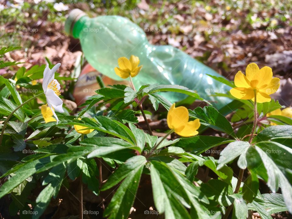 plastic bottle abandoned in the woods