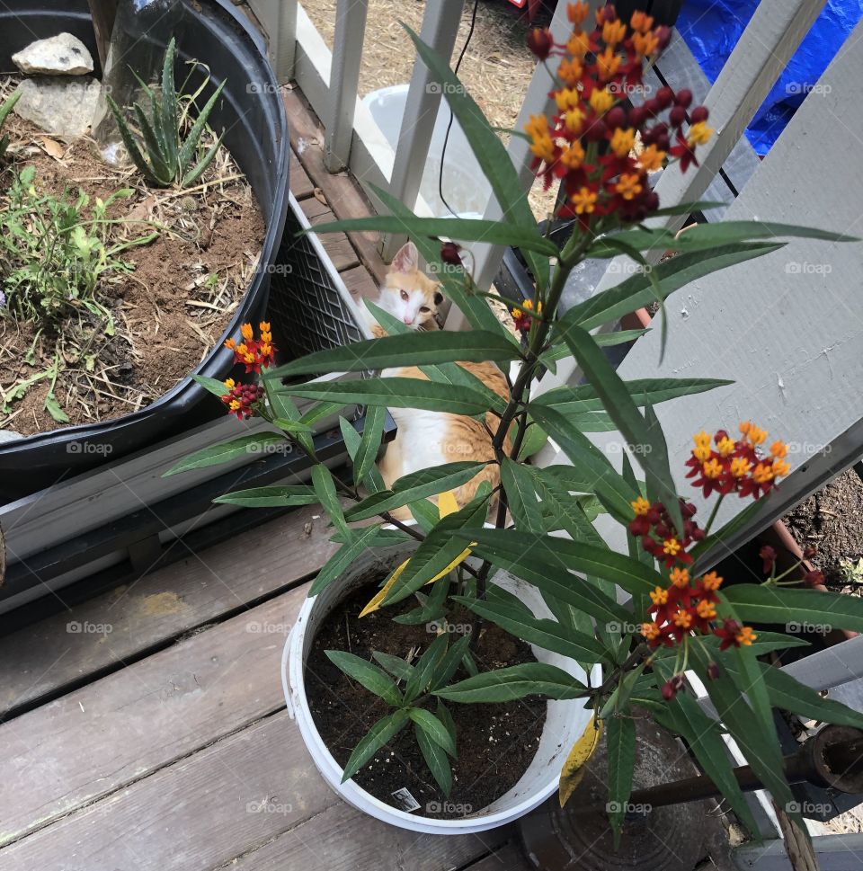 Cat relaxing in the garden 