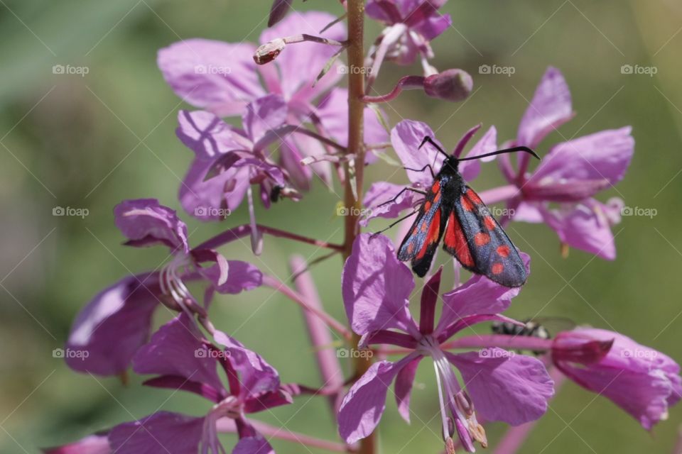 High angle view of insect on flower