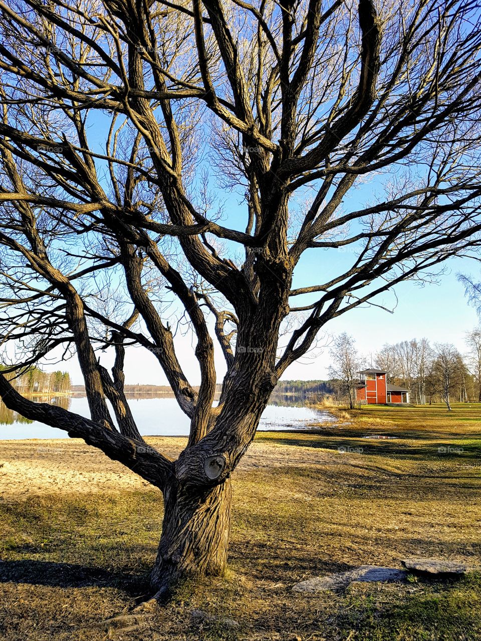 tree on the beach