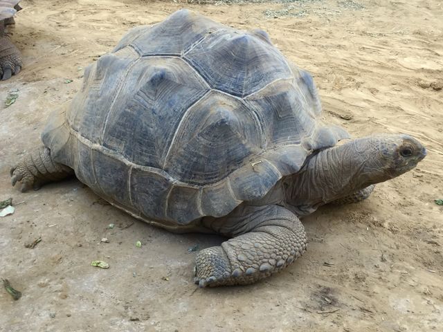 Aldabra tortoise