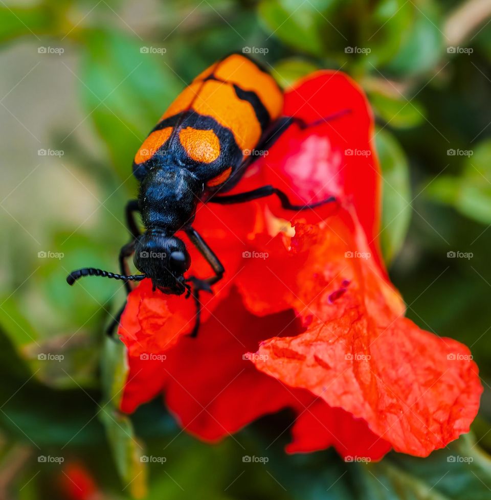 Macro shot of a bee enjoying the nectar of a  flower