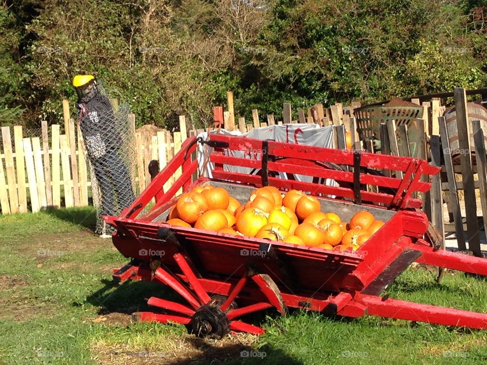 Halloween pumpkins