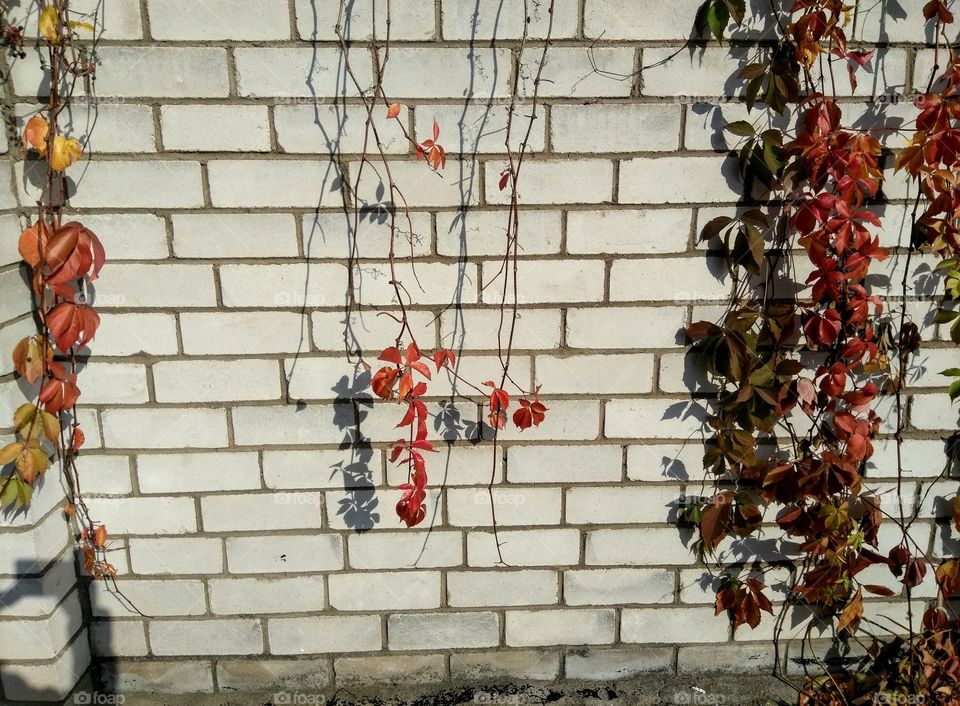 red leaves plants on a wall background and shadows, beautiful texture background