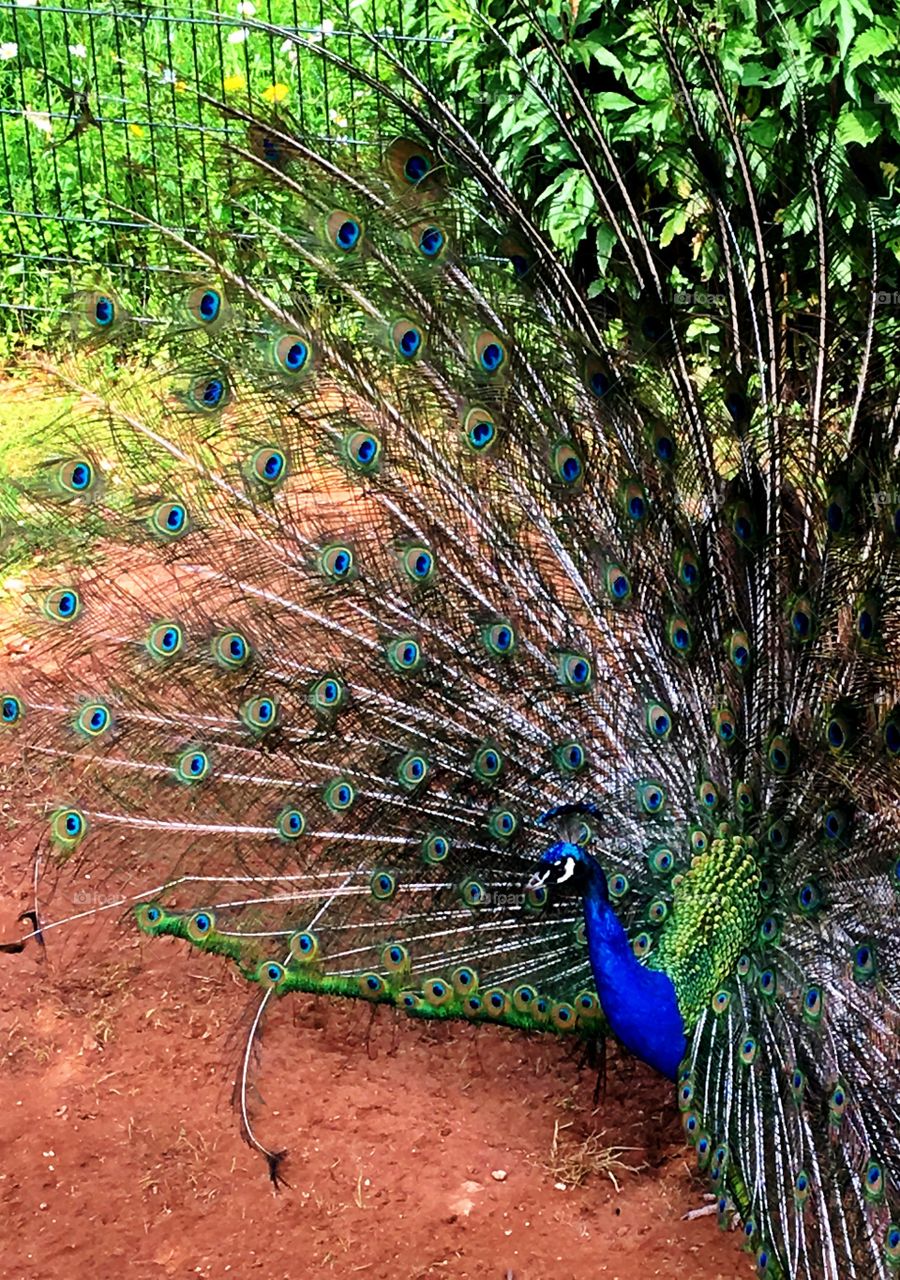 Displaying peacock
