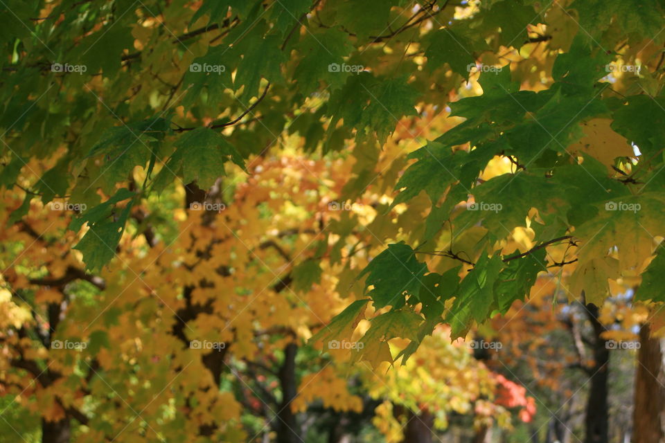 October Leaves