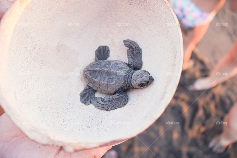 Helping black turtle out of trash into ocean.