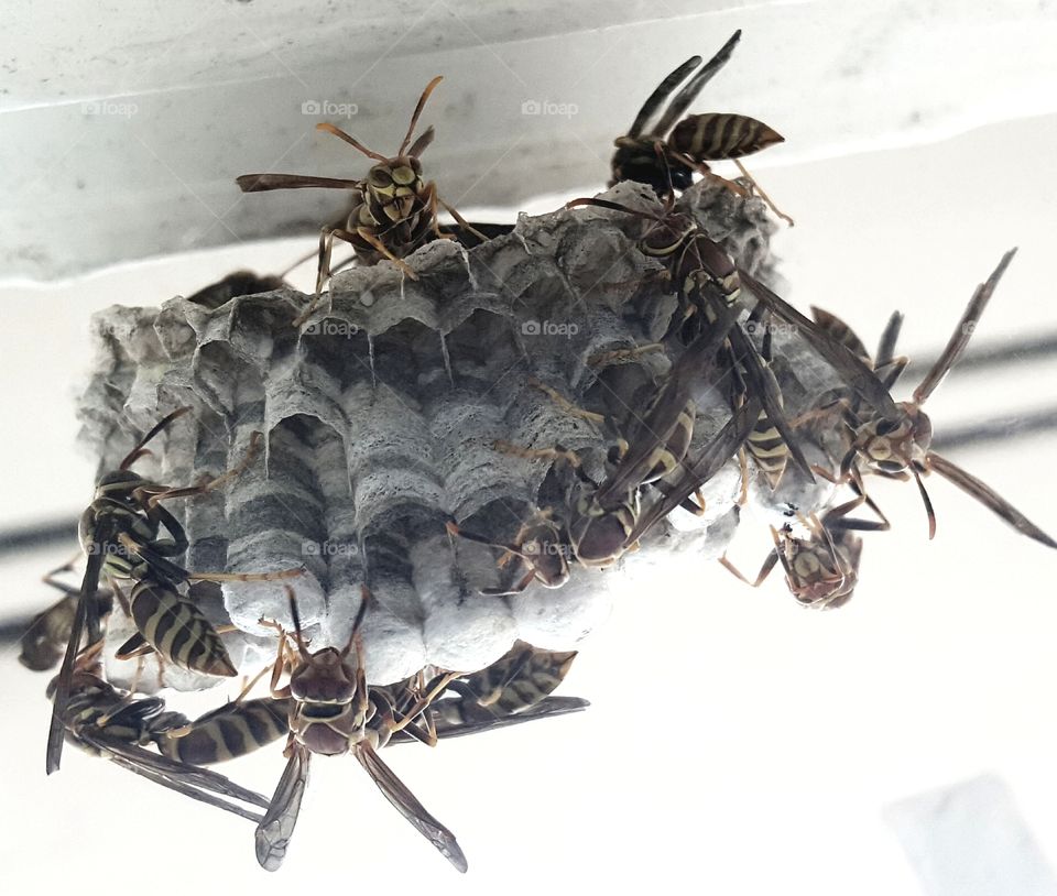 Hornets at the window