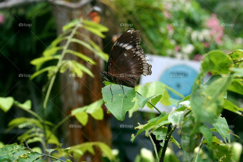 butterfly