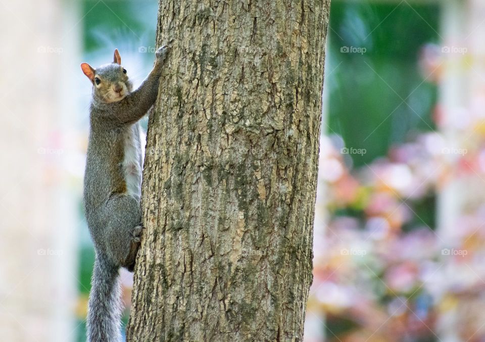 A squirrel looking on the side of a tree bark