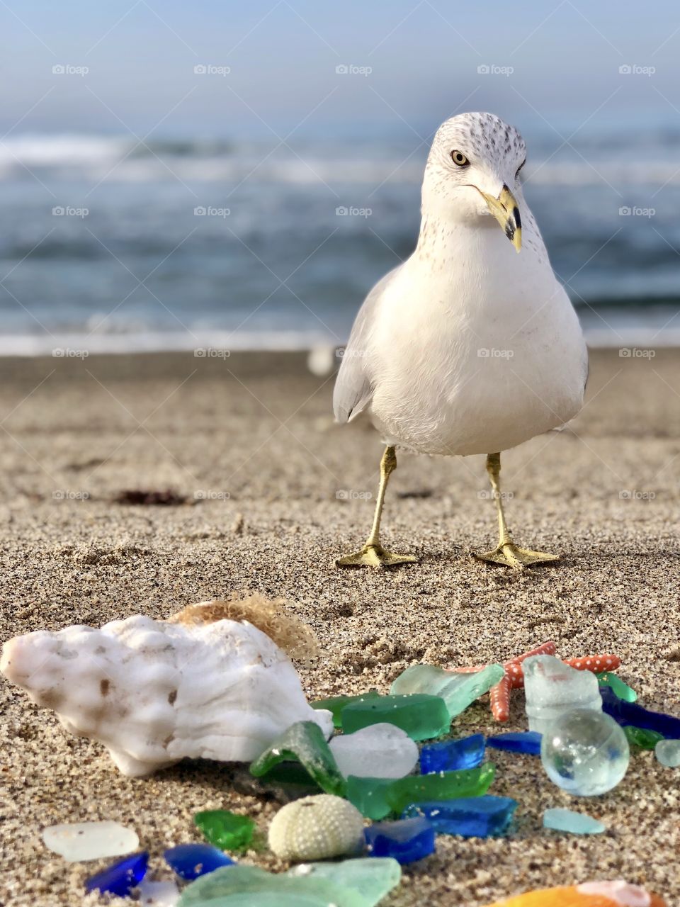 Foap Mission My Favorite Moments! A Close Shot Of A Seagul With Beach Glass!