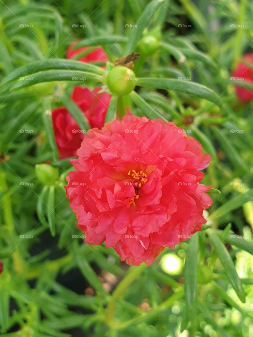 the portulaca grandiflora