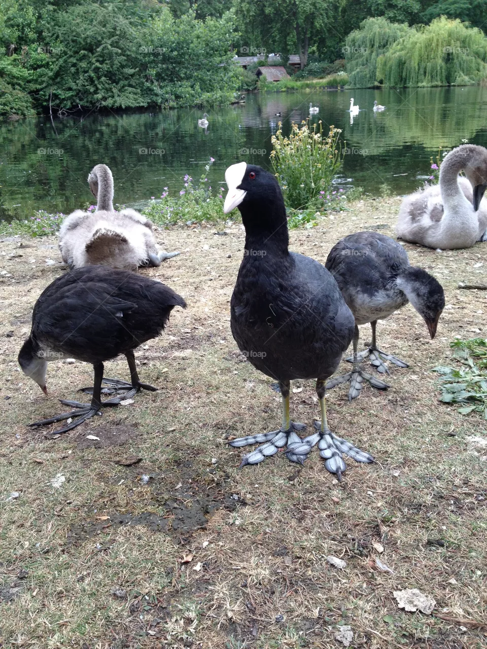 Birds